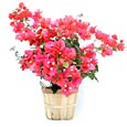 Bougainvillea